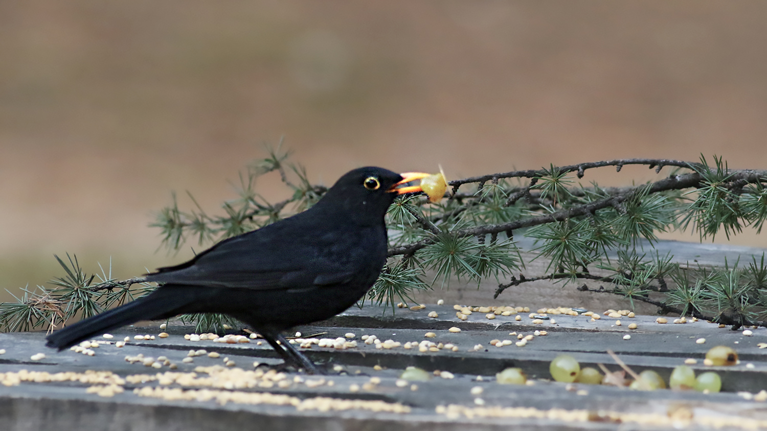 Eurasian Blackbird